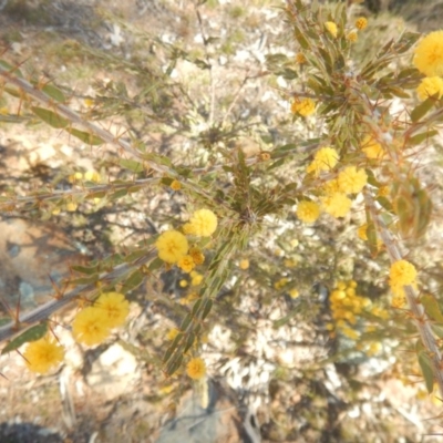 Acacia paradoxa (Kangaroo Thorn) at Mount Ainslie - 30 Sep 2018 by MichaelMulvaney