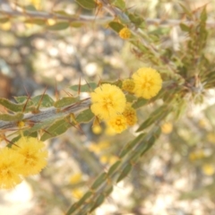 Acacia paradoxa at Ainslie, ACT - 30 Sep 2018 03:37 PM