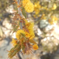 Acacia paradoxa at Ainslie, ACT - 30 Sep 2018 03:37 PM