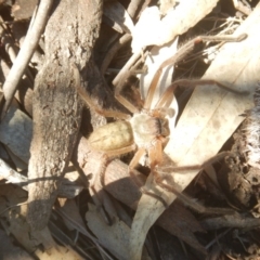 Delena cancerides (Social huntsman spider) at Ainslie, ACT - 30 Sep 2018 by MichaelMulvaney