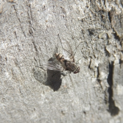 Senostoma sp. (genus) (A parasitoid tachinid fly) at Mount Ainslie - 30 Sep 2018 by MichaelMulvaney