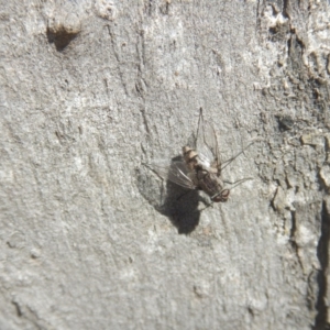Senostoma sp. (genus) at Ainslie, ACT - 30 Sep 2018
