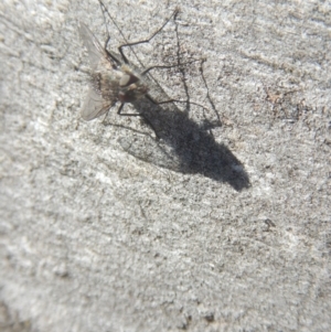 Senostoma sp. (genus) at Ainslie, ACT - 30 Sep 2018