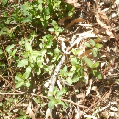 Lonicera japonica (Japanese Honeysuckle) at Mount Ainslie - 30 Sep 2018 by MichaelMulvaney