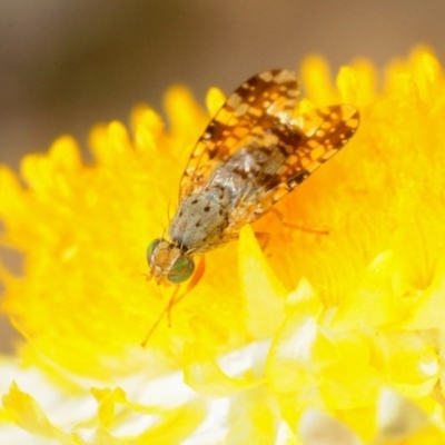 Tephritidae sp. (family) (Unidentified Fruit or Seed fly) at Molonglo Valley, ACT - 29 Sep 2018 by Harrisi