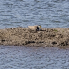 Vanellus miles (Masked Lapwing) at Michelago, NSW - 23 Sep 2018 by Illilanga