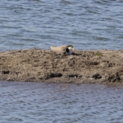 Vanellus miles (Masked Lapwing) at Illilanga & Baroona - 22 Sep 2018 by Illilanga