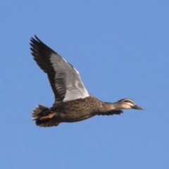 Anas superciliosa (Pacific Black Duck) at Illilanga & Baroona - 20 Sep 2018 by Illilanga