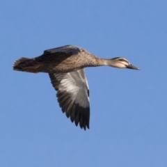 Anas superciliosa at Michelago, NSW - 20 Sep 2018 04:03 PM