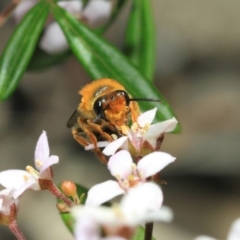 Trichocolletes sp. (genus) (Spring Bee) at ANBG - 30 Sep 2018 by TimL