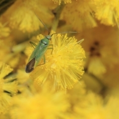 Miridae (family) (Unidentified plant bug) at Hackett, ACT - 27 Sep 2018 by TimL
