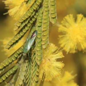 Miridae (family) at Hackett, ACT - 27 Sep 2018