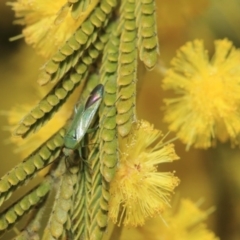 Miridae (family) at Hackett, ACT - 27 Sep 2018