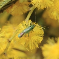 Miridae (family) at Hackett, ACT - 27 Sep 2018