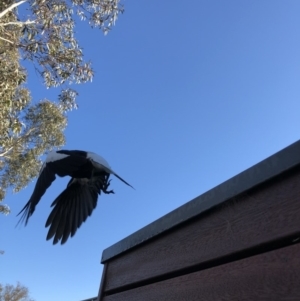 Gymnorhina tibicen at Canberra, ACT - 1 Oct 2018 07:26 AM