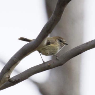 Acanthiza lineata (Striated Thornbill) at Michelago, NSW - 7 Sep 2018 by Illilanga