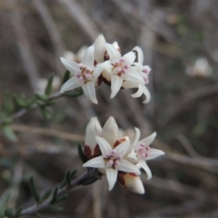 Cryptandra speciosa subsp. speciosa (Silky Cryptandra) at Bullen Range - 22 Sep 2018 by MichaelBedingfield