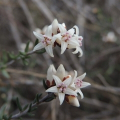 Cryptandra speciosa subsp. speciosa (Silky Cryptandra) at Bullen Range - 22 Sep 2018 by michaelb