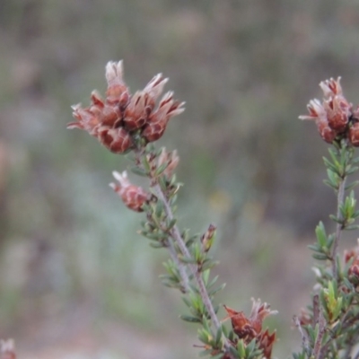 Cryptandra speciosa subsp. speciosa (Silky Cryptandra) at Calwell, ACT - 7 Nov 2015 by michaelb