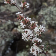 Styphelia attenuata (Small-leaved Beard Heath) at Bullen Range - 22 Sep 2018 by MichaelBedingfield