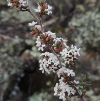 Styphelia attenuata (Small-leaved Beard Heath) at Bullen Range - 22 Sep 2018 by MichaelBedingfield