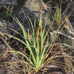 Bulbine glauca (Rock Lily) at Bullen Range - 22 Sep 2018 by michaelb