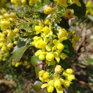 Berberis aquifolium at Reid, ACT - 28 Sep 2018