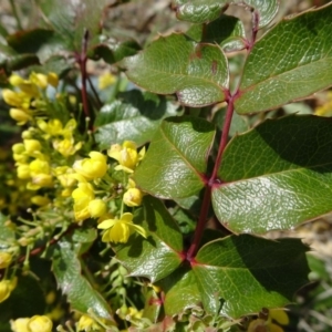 Berberis aquifolium at Reid, ACT - 28 Sep 2018 12:15 PM