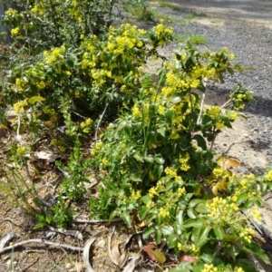 Berberis aquifolium at Reid, ACT - 28 Sep 2018