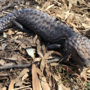 Tiliqua rugosa at Wamboin, NSW - 1 Oct 2018 11:15 AM