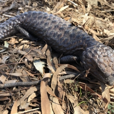 Tiliqua rugosa (Shingleback Lizard) at Wamboin, NSW - 1 Oct 2018 by LSP