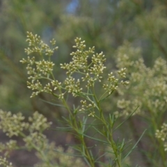 Cassinia quinquefaria (Rosemary Cassinia) at Wamboin, NSW - 30 Jan 2018 by natureguy