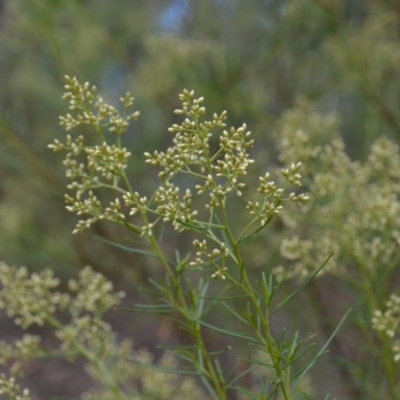 Cassinia quinquefaria (Rosemary Cassinia) at Wamboin, NSW - 30 Jan 2018 by natureguy