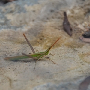 Acrida conica at Wamboin, NSW - 30 Jan 2018 04:28 PM