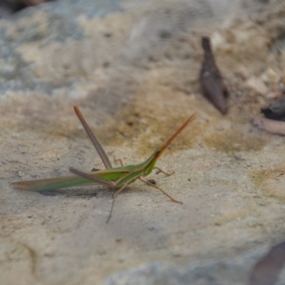 Acrida conica (Giant green slantface) at QPRC LGA - 30 Jan 2018 by natureguy