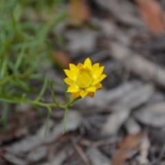 Xerochrysum viscosum (Sticky Everlasting) at Wamboin, NSW - 30 Jan 2018 by natureguy