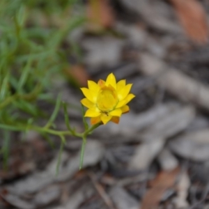 Xerochrysum viscosum at Wamboin, NSW - 30 Jan 2018