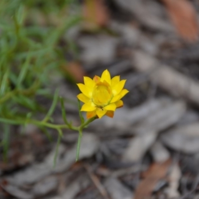 Xerochrysum viscosum (Sticky Everlasting) at Wamboin, NSW - 30 Jan 2018 by natureguy