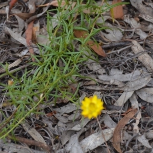 Xerochrysum viscosum at Wamboin, NSW - 30 Jan 2018