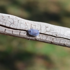 Pterohelaeus planus (Pie dish beetle) at QPRC LGA - 16 Mar 2018 by natureguy