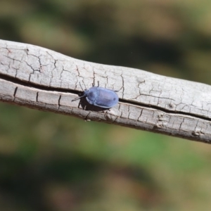 Pterohelaeus planus at Wamboin, NSW - 16 Mar 2018 01:45 PM