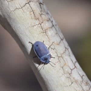 Pterohelaeus planus at Wamboin, NSW - 16 Mar 2018 01:45 PM