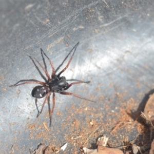 Zodariidae (family) at Wamboin, NSW - 9 Aug 2018 05:56 PM