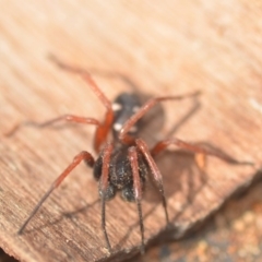 Zodariidae (family) at Wamboin, NSW - 9 Aug 2018 05:56 PM