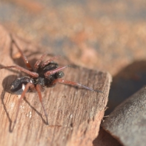 Zodariidae (family) at Wamboin, NSW - 9 Aug 2018 05:56 PM