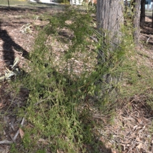 Clematis leptophylla at Forde, ACT - 15 Sep 2018 03:53 PM