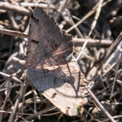 Dissomorphia australiaria (Dashed Geometrid, Ennominae) at Paddys River, ACT - 30 Sep 2018 by SWishart