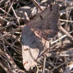 Dissomorphia australiaria at Paddys River, ACT - 30 Sep 2018