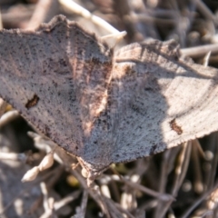 Dissomorphia australiaria at Paddys River, ACT - 30 Sep 2018 04:24 PM