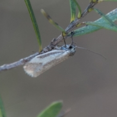 Philobota ellenella (a Concealer Moth) at Birrigai - 30 Sep 2018 by SWishart